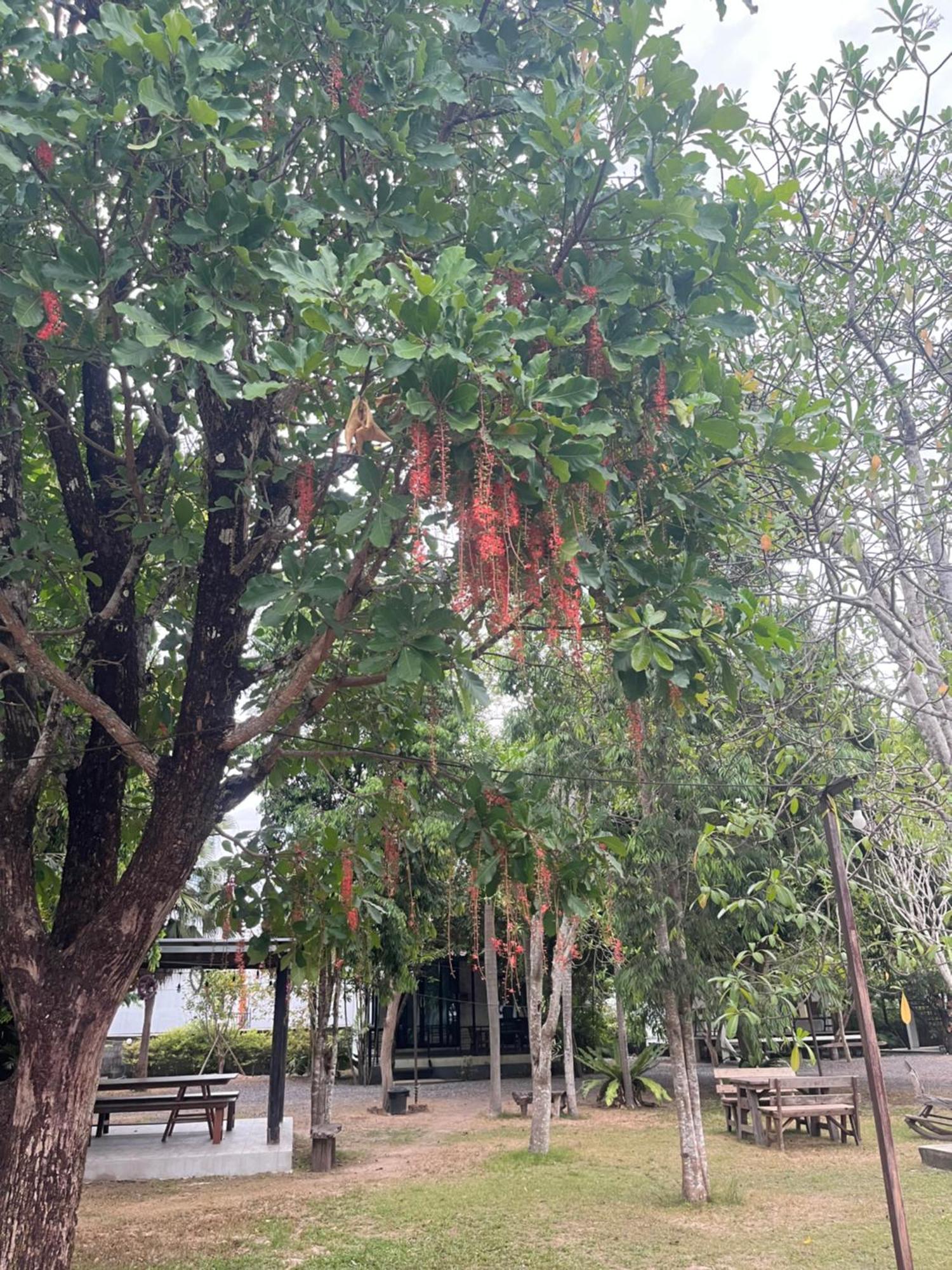 Ban Mong Muang Sangkaset Resort מראה חיצוני תמונה